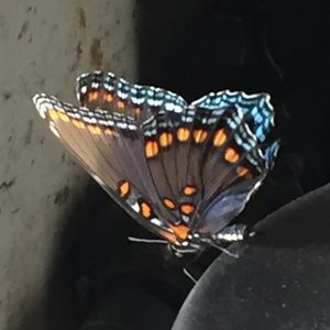 Meet your Posher, Thomas